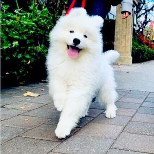 Meet your Posher, Ellen